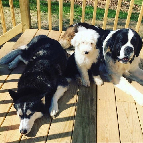 Shadow, Willow, Milo