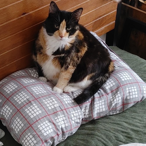 Dr. Kitty Alcala M.D.