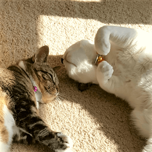 Cinnamon and RolyPoly